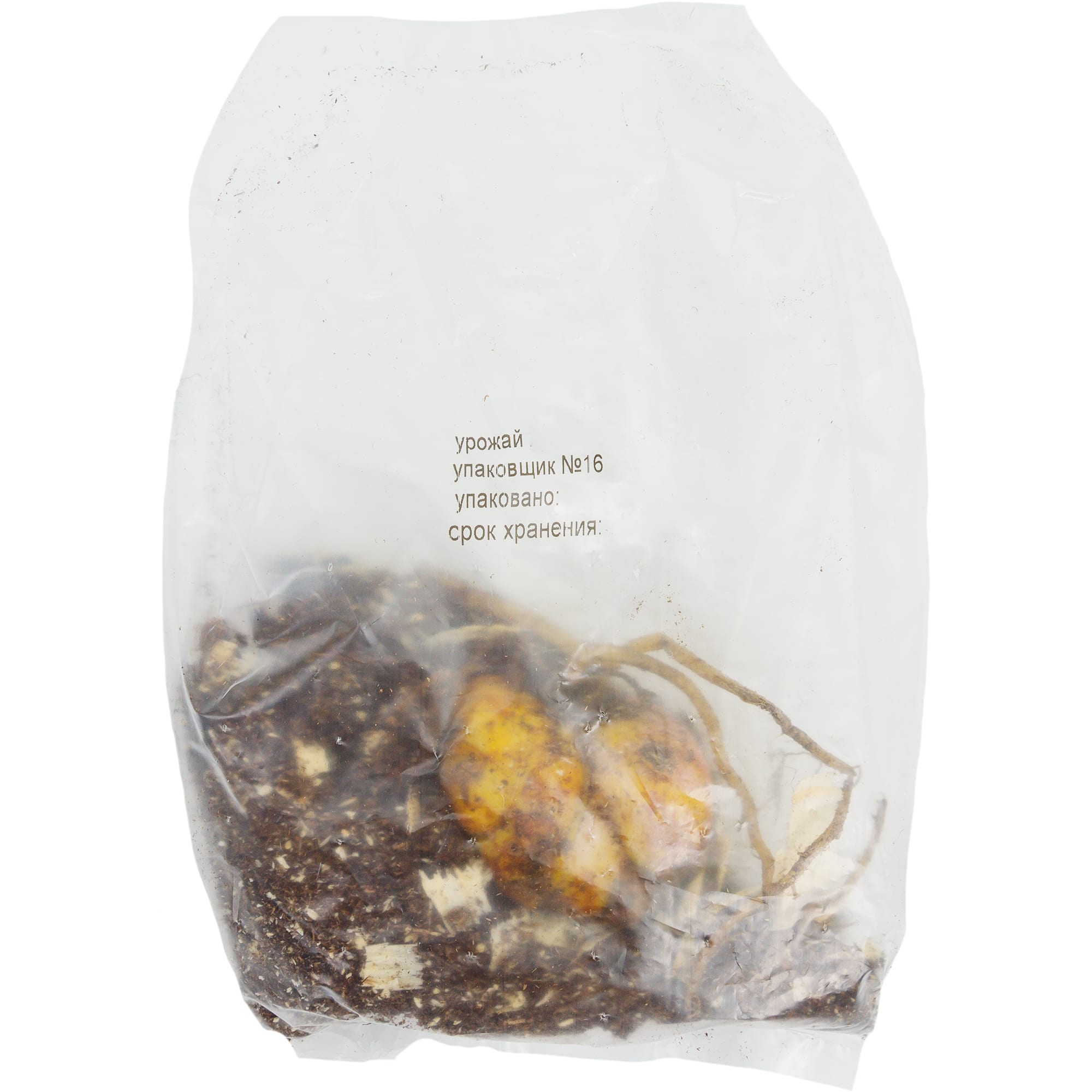 82118707 Лилии ОТ-гибриды «Барута», размер луковицы 14/16, 1 шт Santreyd  - Вид №1