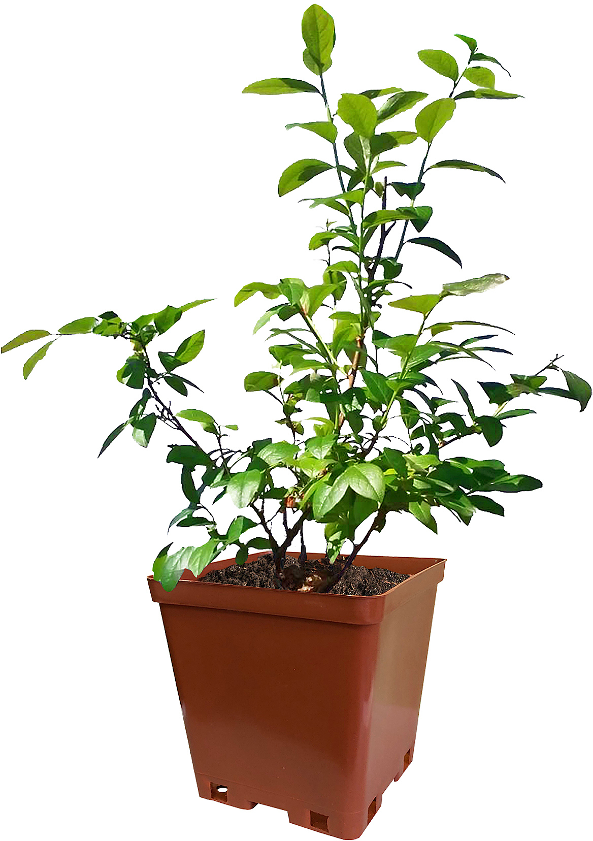 Саженец голубики Спартан Santreyd - морозостойкий сорт с крупными ягодами 82237790