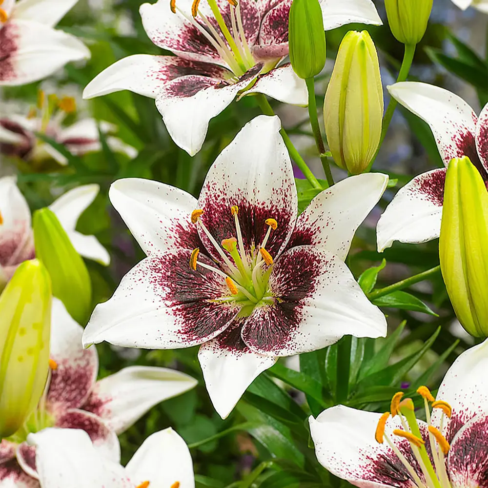 Лилия «White Pixels», 12х14 см 12620004 STLM-2198480 GEOLIA 