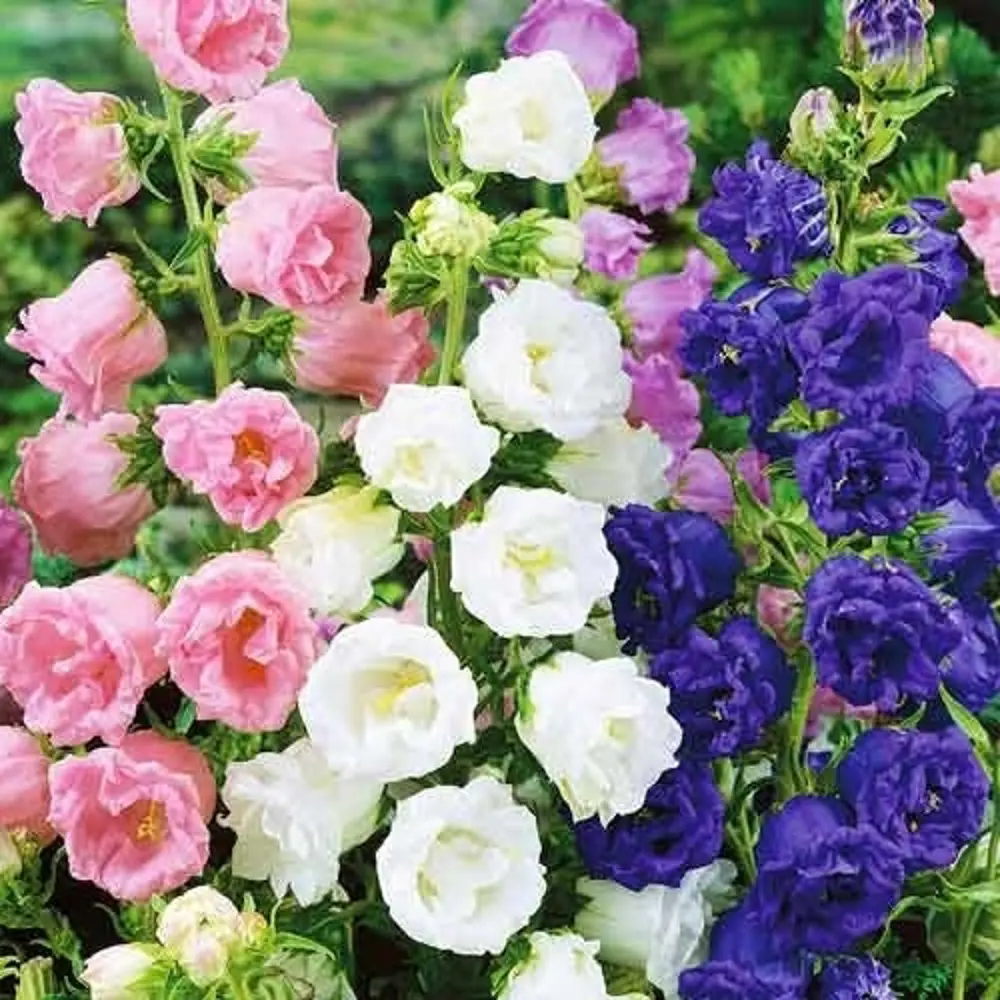 AGRONI Колокольчик средний - разноцветная смесь для сада 17250962 STLM-1585177