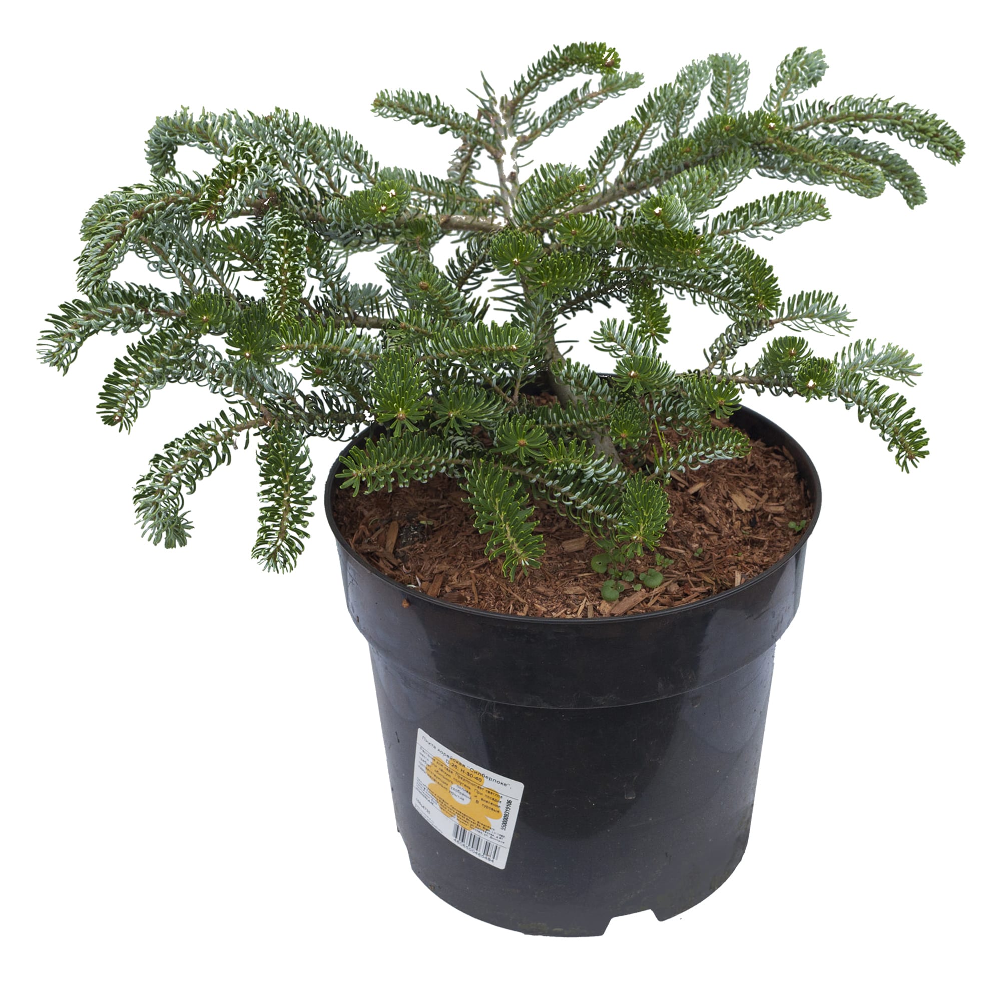 15944725 Пихта Силберлоке корейская, 30-40х25 см, Германия Santreyd 