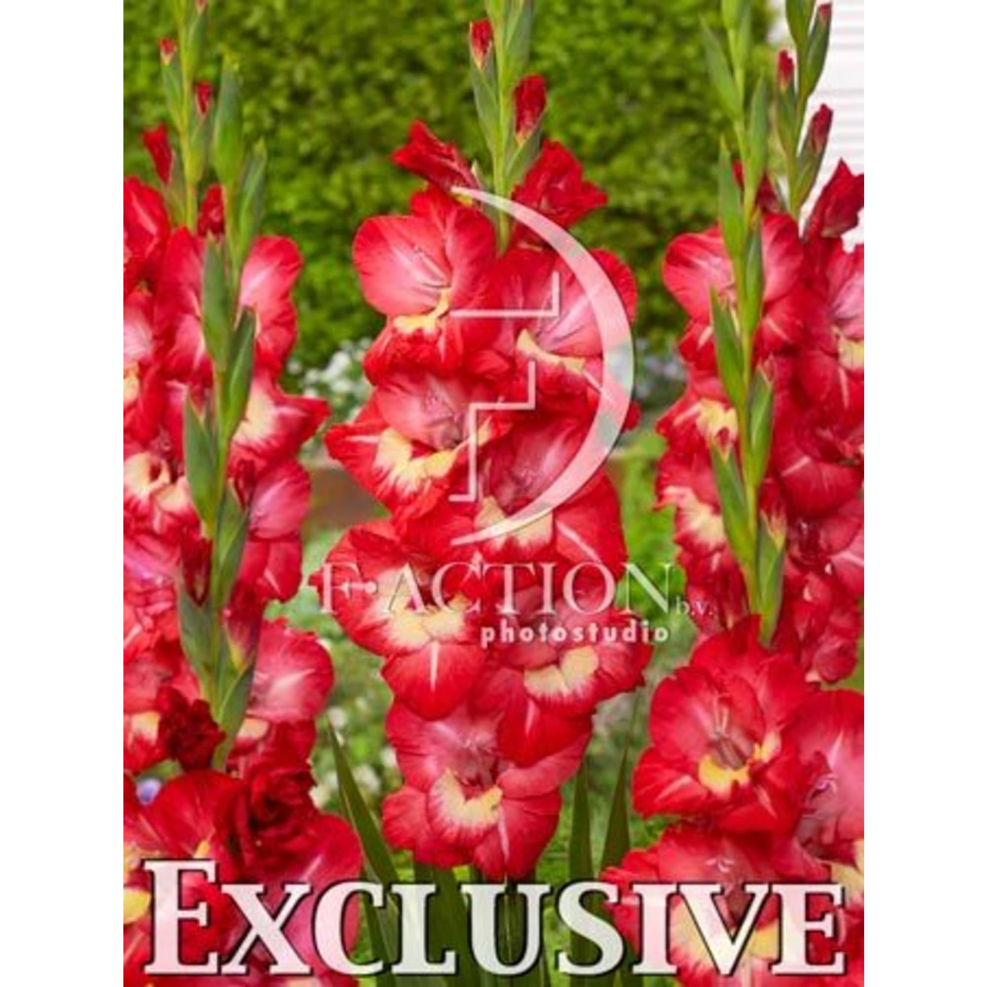 83783814 Гладиолус крупноцветковый Солкунг луковица 12/14 Santreyd 