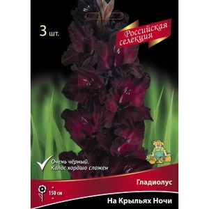 Гладиолус На крыльях ночи, 3 шт. 89351818 STLM-2004360