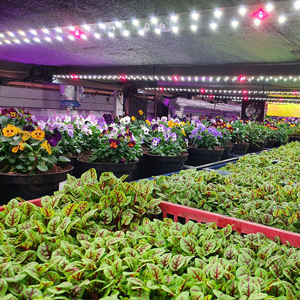 3359 Биколор Комфорт 2.3i - Рассада, Микрозелень. Белый свет. LAB.Space  - Вид №4