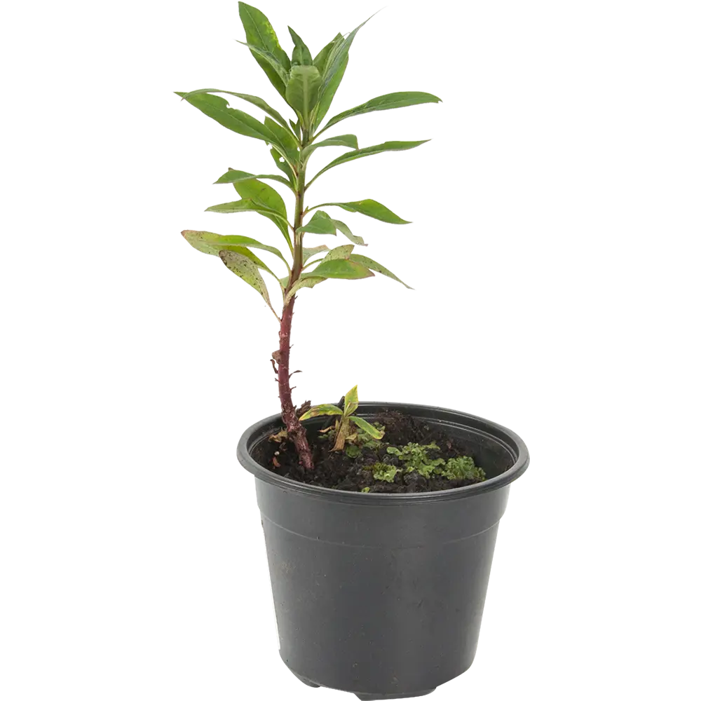 Вербейник клетровидный 14x40 см 82625226 STLM-2115546 PLANTMARKET 