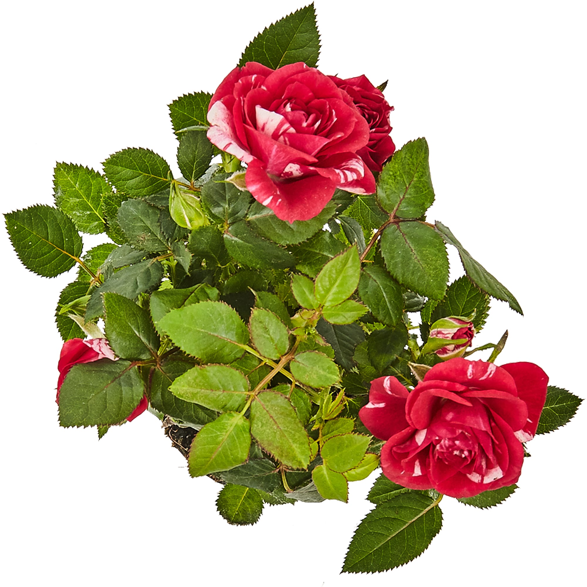 82877360 Роза Джиджи Парад 7x17 см Santreyd  - Вид №1