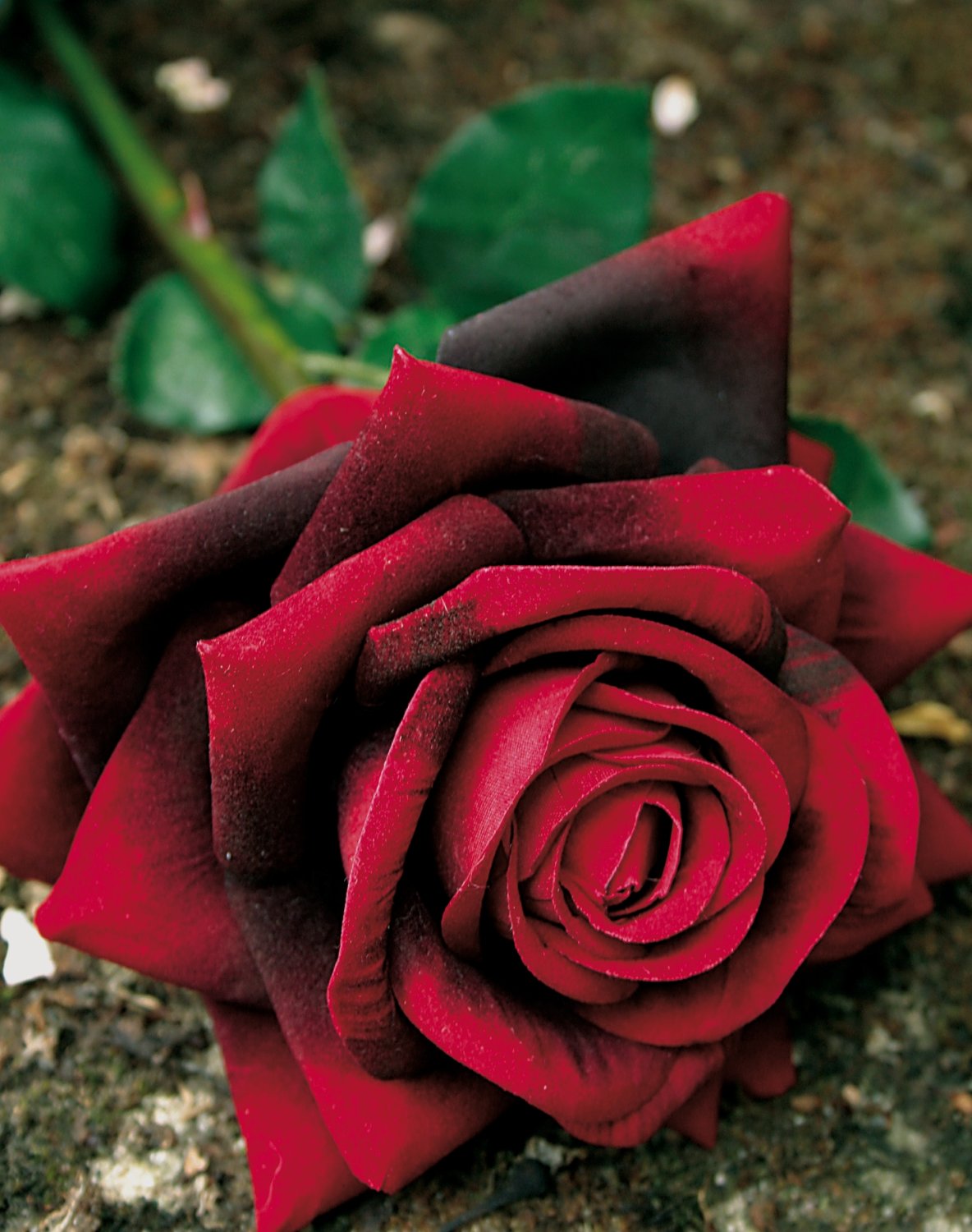 2408 449 a2 Искусственная роза, бархат, 80 см, бордовый H-andreas 