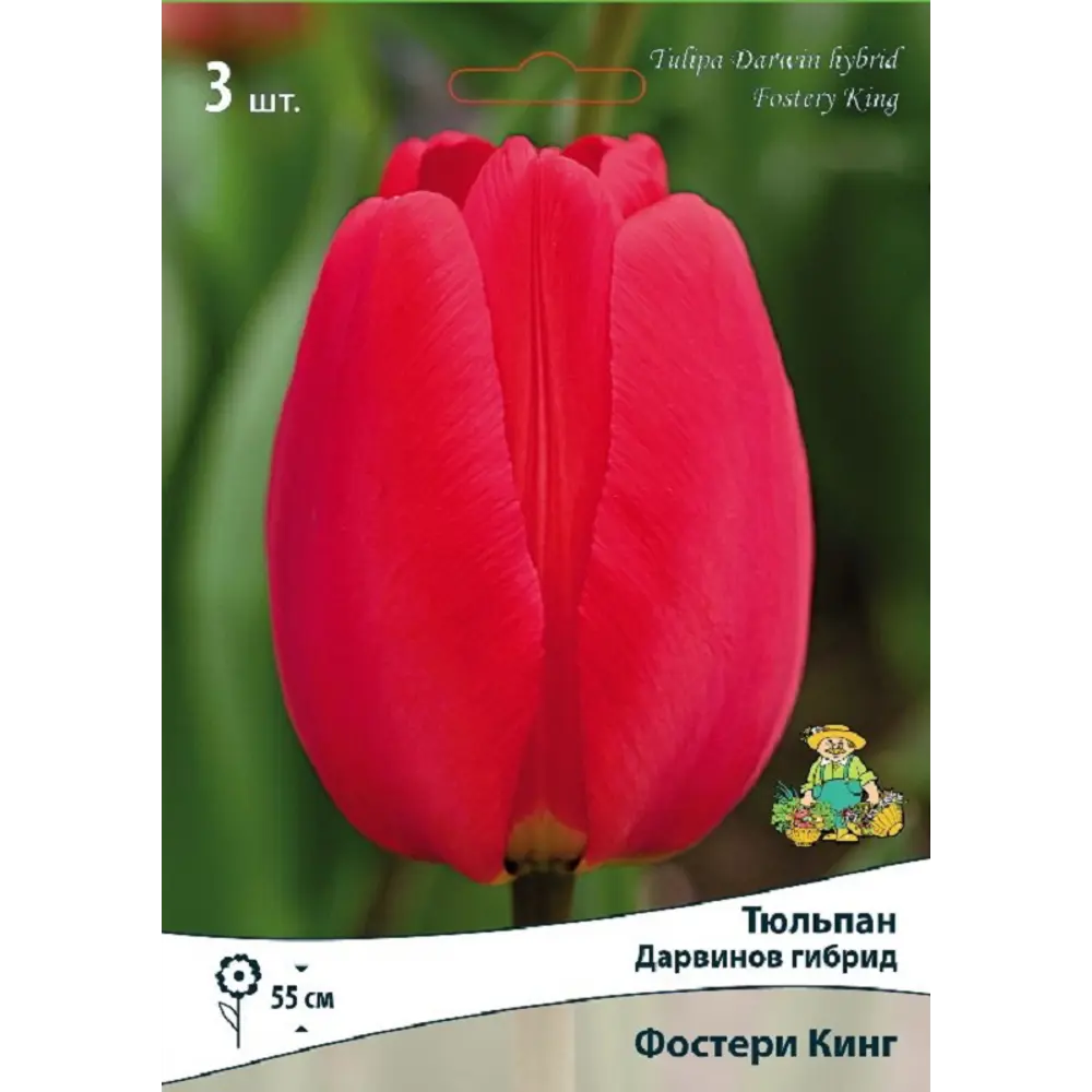 Тюльпан Дарвинов гибрид Фостери Кинг 3 шт ПОИСК STLM-2015464 - Вид №1