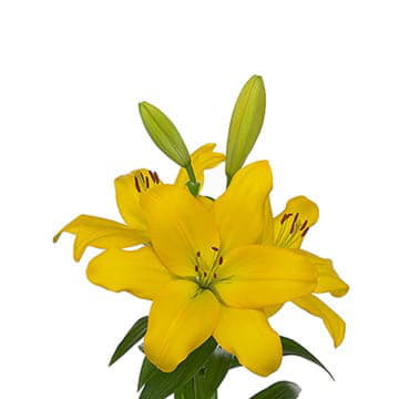 Лилия азия нэшвилл 95 см Santreyd 24149