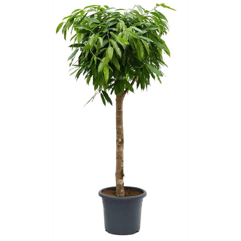 Фикус Амстел Кинг от Santreyd — роскошный зеленый акцент для интерьера 84586908 STLM-1362352