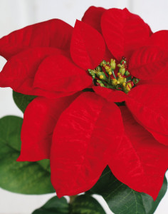 1896 444 a3 Искусственная пуансеттия, 70 см, Ø 21 см, красная H-andreas