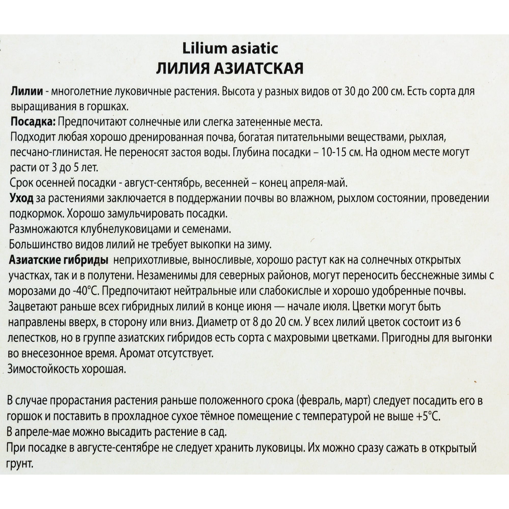82118708 Лилии азиатские «Блэк Аут», размер луковицы 14/16, 1 шт Santreyd  - Вид №2