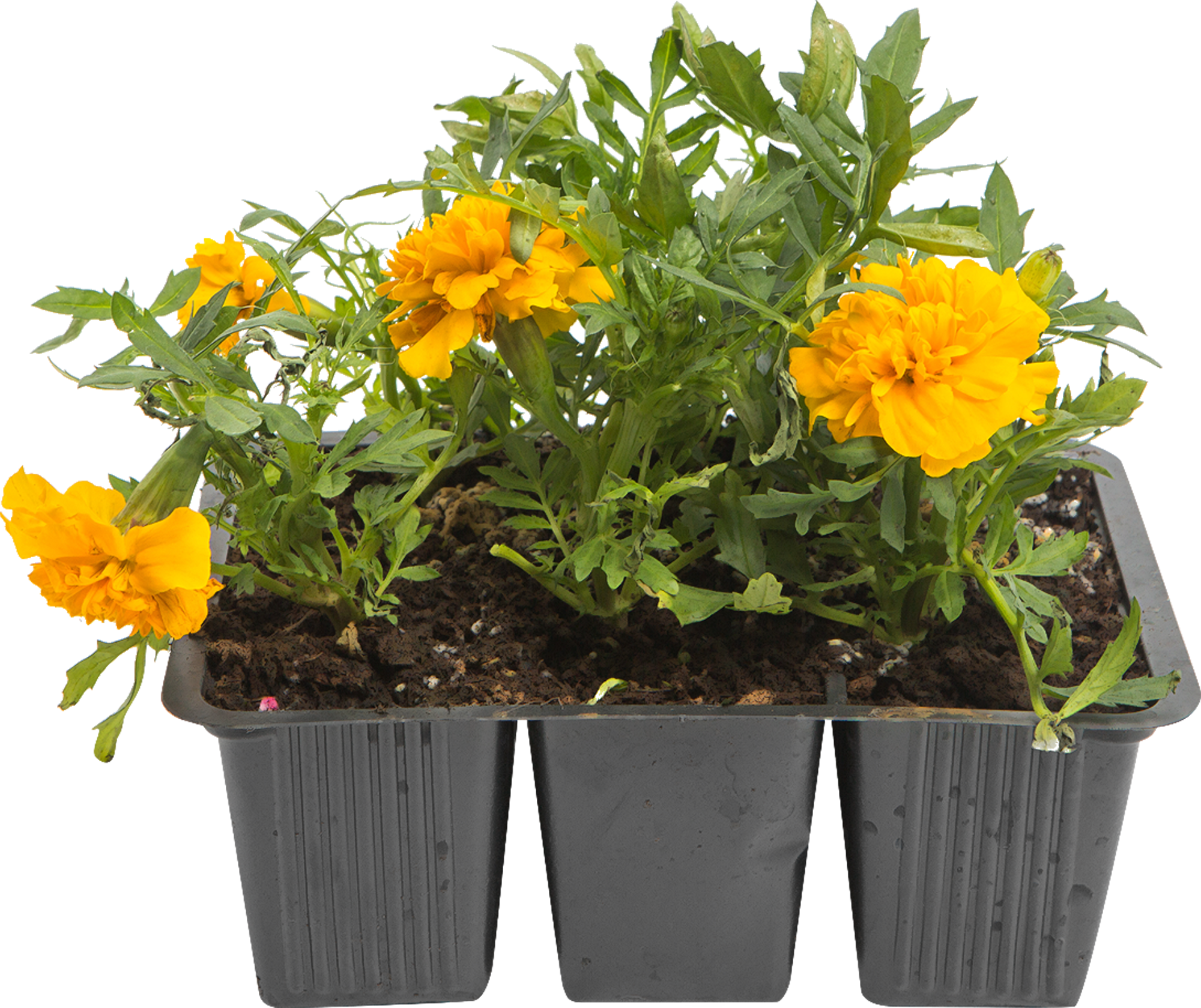 Бархатцы Santreyd микс: солнечный микс для сада и огорода 82625822 STLM-0032256