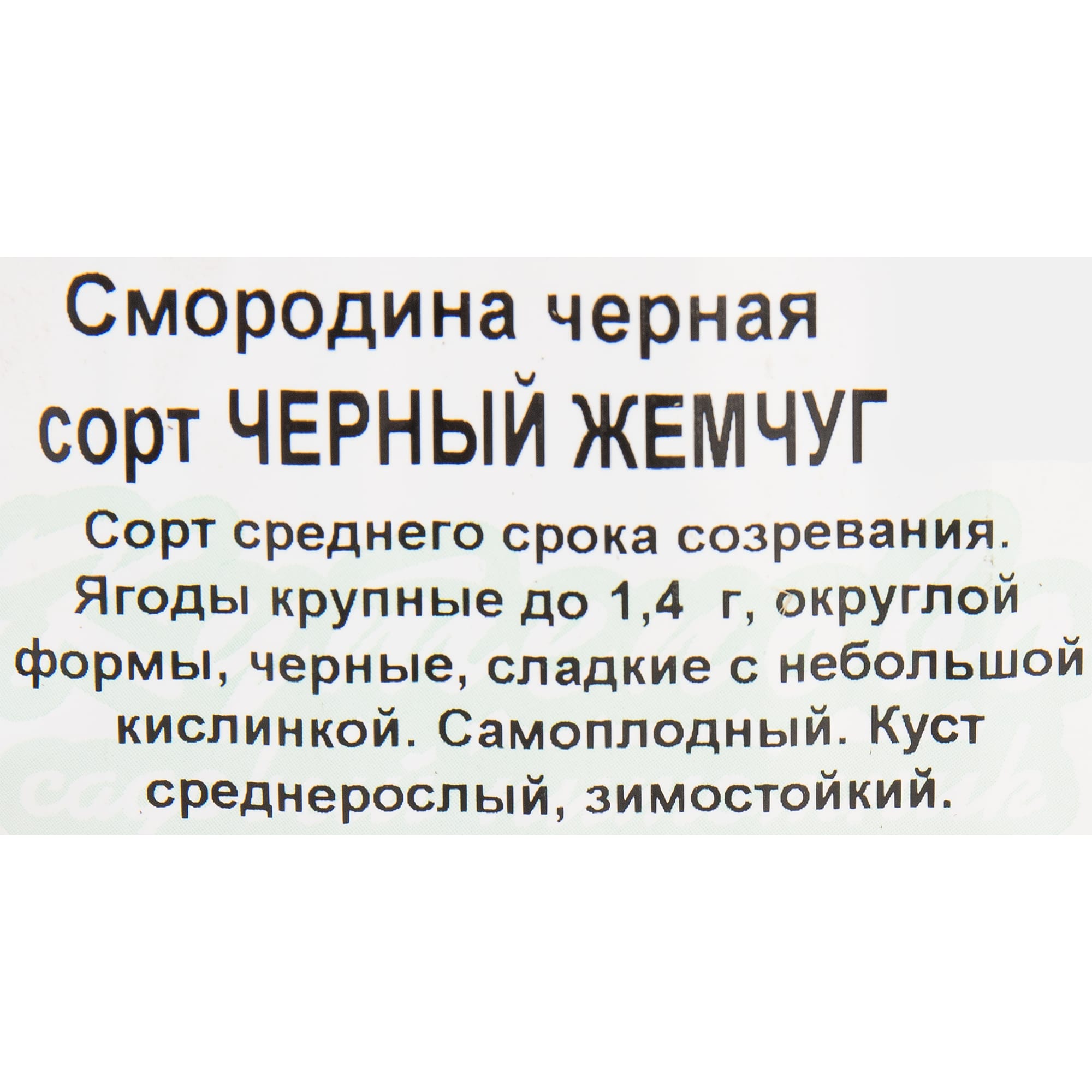 82597122 Смородина чёрная «Чёрный жемчуг» C2 высота 40 см Santreyd  - Вид №1