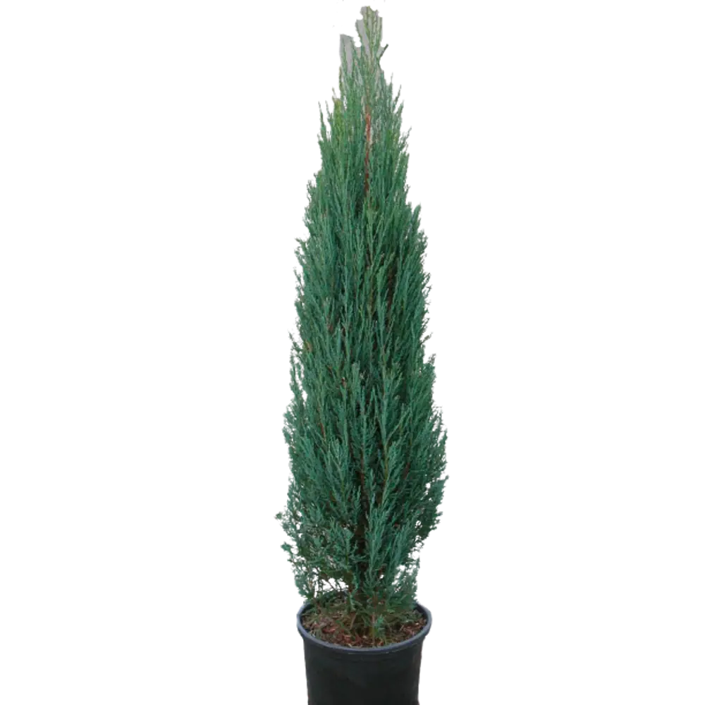 Можжевельник скальный Блю Эрроу ø15 h65 см 84834050 STLM-2145648 PLANTMARKET 