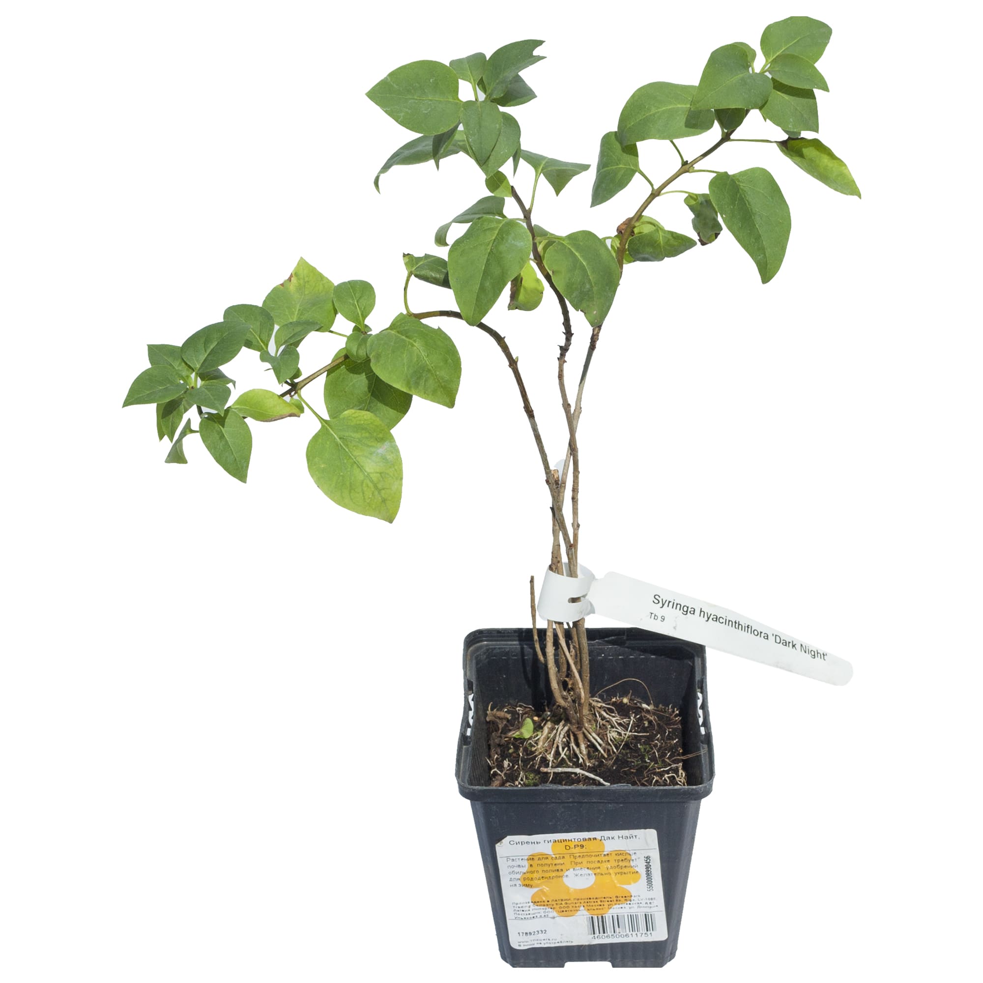 17892332 Сирень гиацинтовая Дак Найт P9 Santreyd  - Вид №1