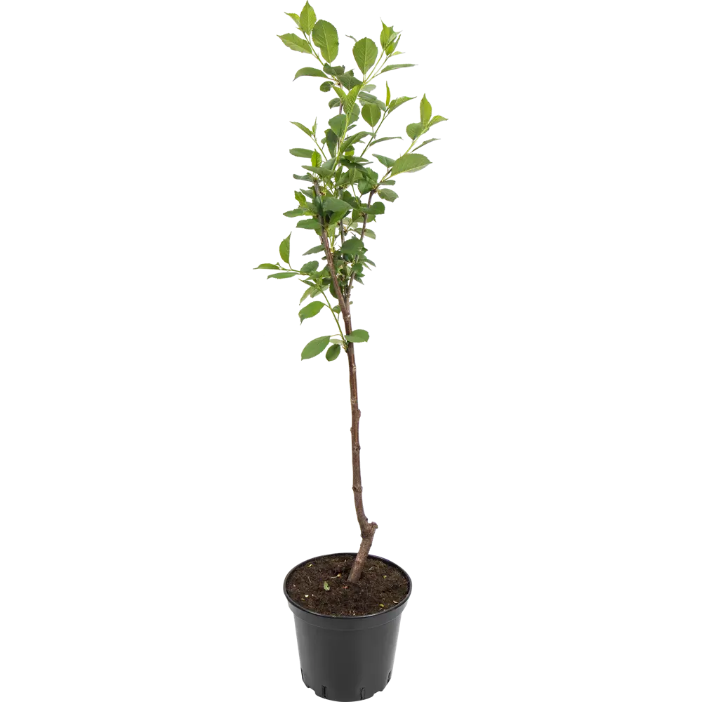 Саженец вишни Тургеневка от Santreyd - морозостойкий сорт с сочными плодами 82585395 STLM-0966711