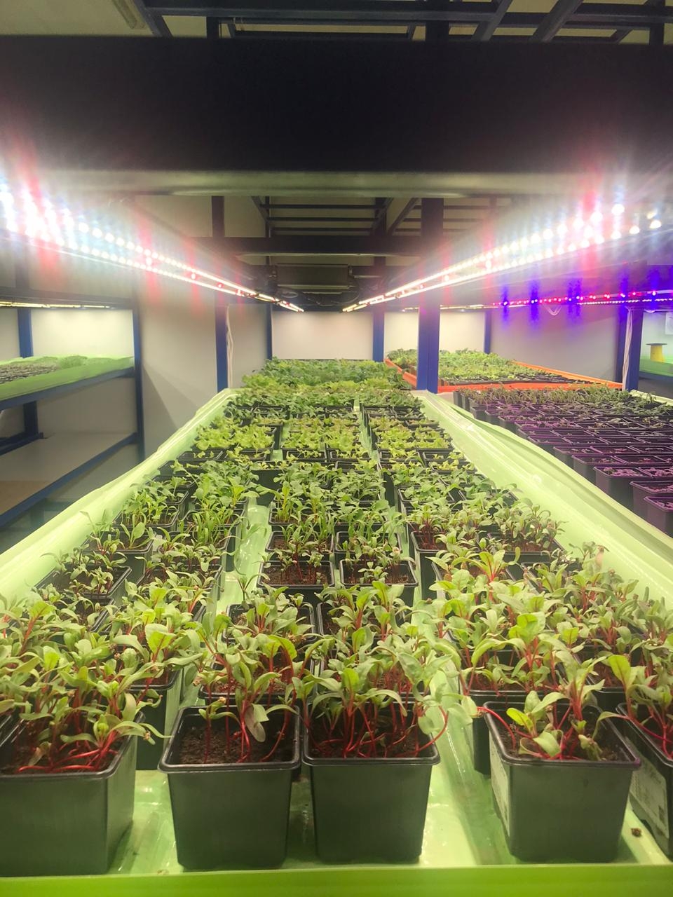 3349 Биколор Комфорт 2.3.f - Рассада, Микрозелень. Белый свет. LAB.Space  - Вид №6