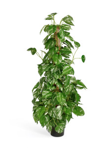 20.6203N Потос куст Цветочная коллекция