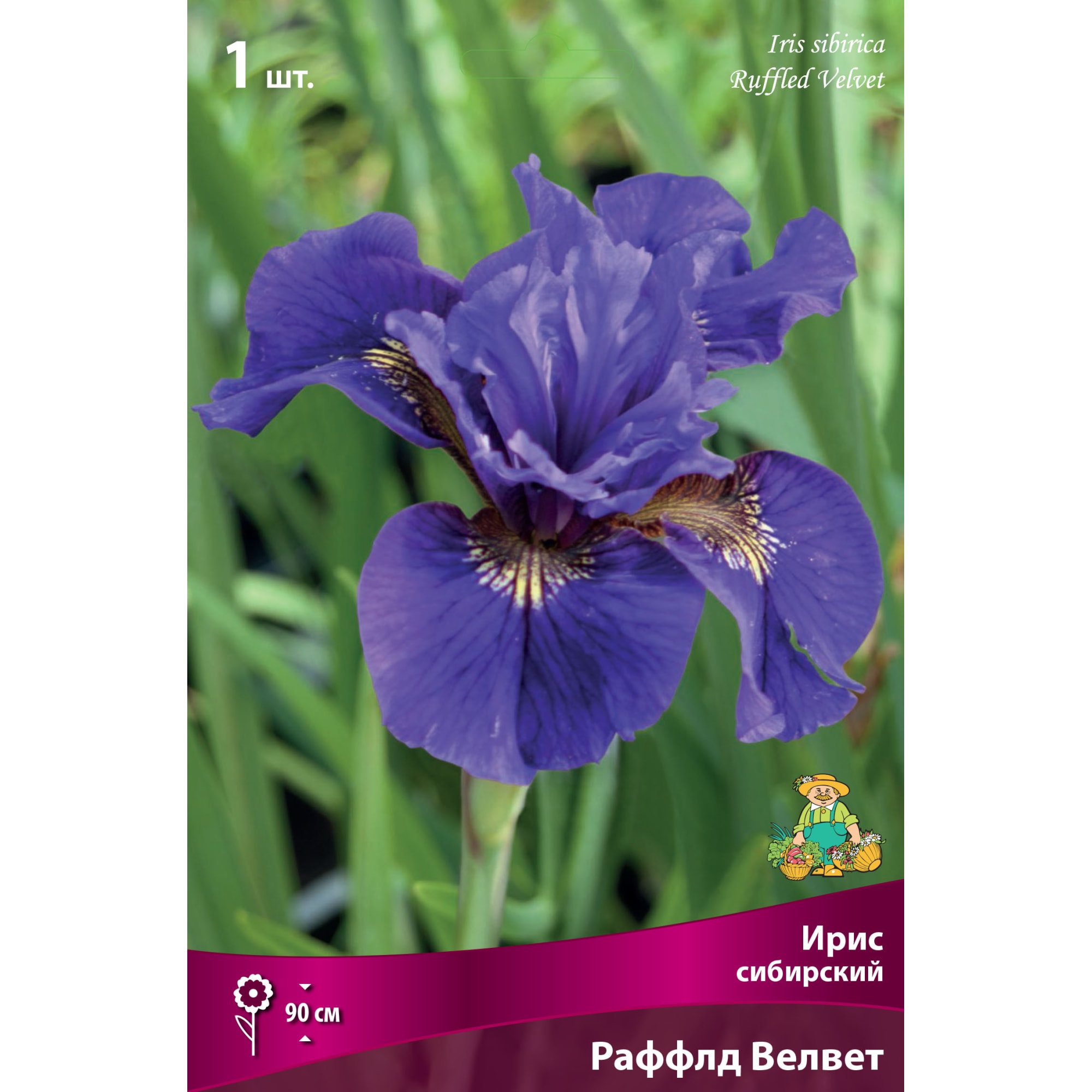 82530212 Ирис сибирский Раффлд Велвет Santreyd 
