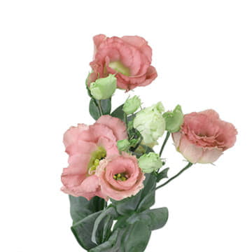 Лизиантус ду мега лиг шампань 75 см Santreyd 24155 - Вид №1