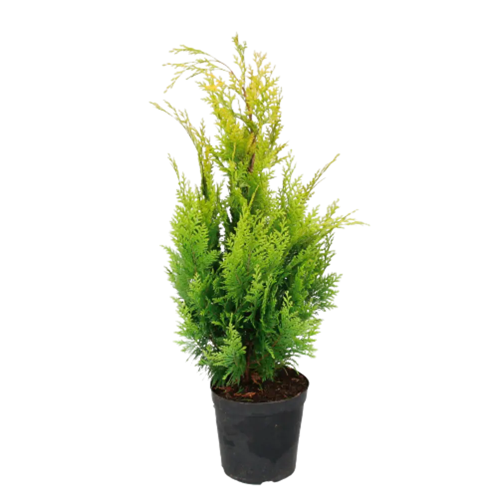 PLANTMARKET Кипарисовик Лавсона «Ивонне» - золотистый акцент для сада 84834147 STLM-1363549