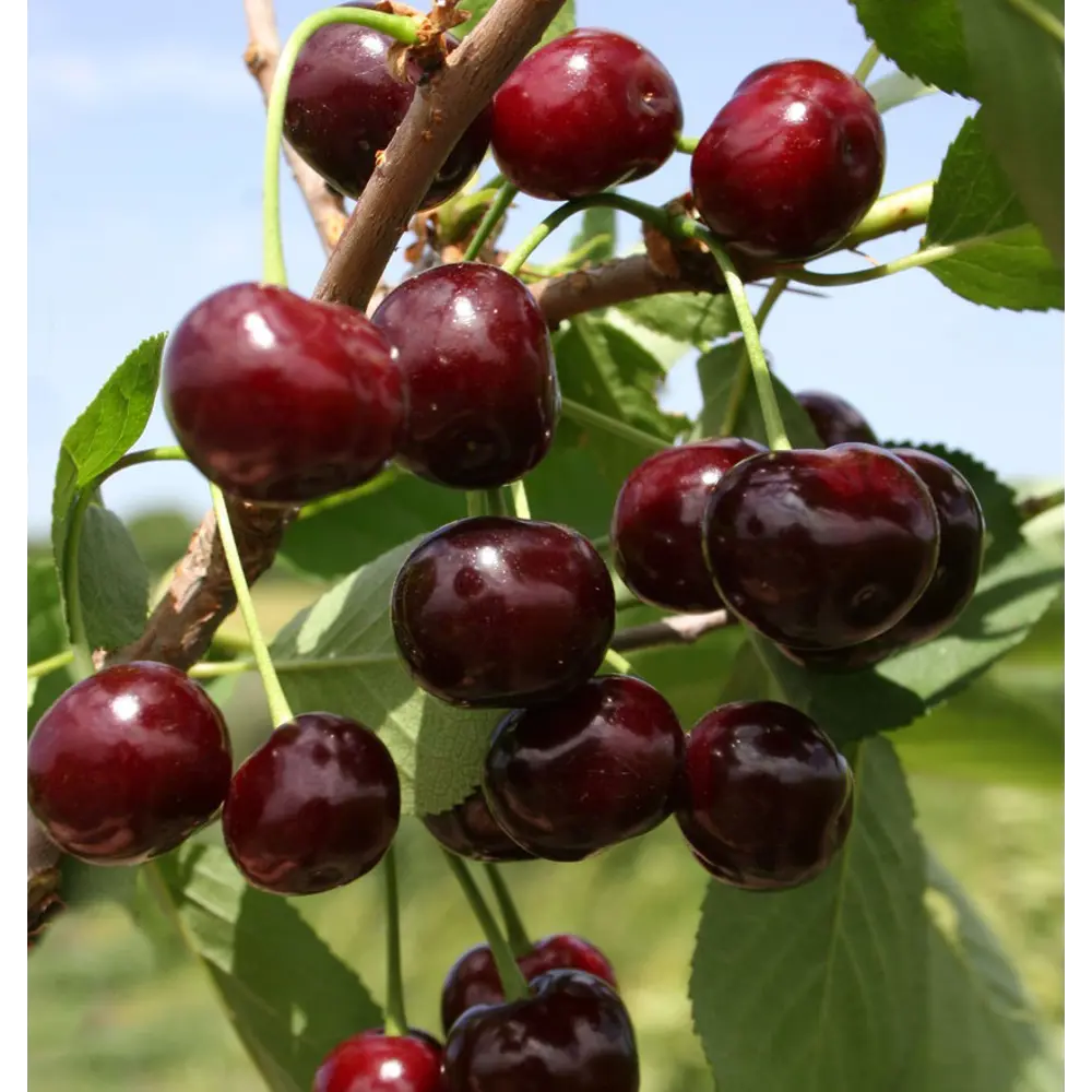 Вишня Жуковская ø19 h120 см 84406545 STLM-2143642 PLANTMARKET 