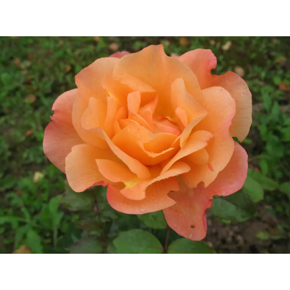 Роза парковая «Вестерленд» 19x55 см PLANTMARKET STLM-2111540