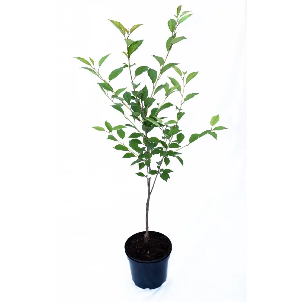 Черешня Медуница пакет 89465414 STLM-2036201 PLANTMARKET  - Вид №1