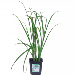 81954872 Лилейник С1 «Мини Перл»