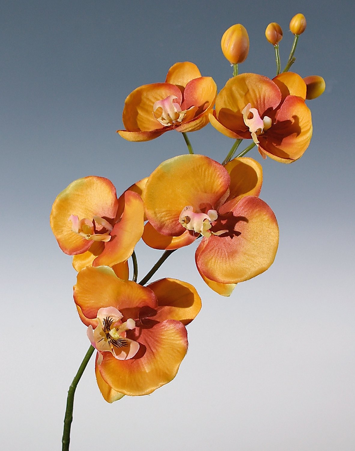 2368 334 a2 Шелковая орхидея Phalaenopsis, 75 см, оранжевая H-andreas  - Вид №1