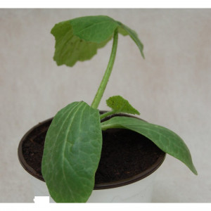 84299088 Огурец микс ø9 см