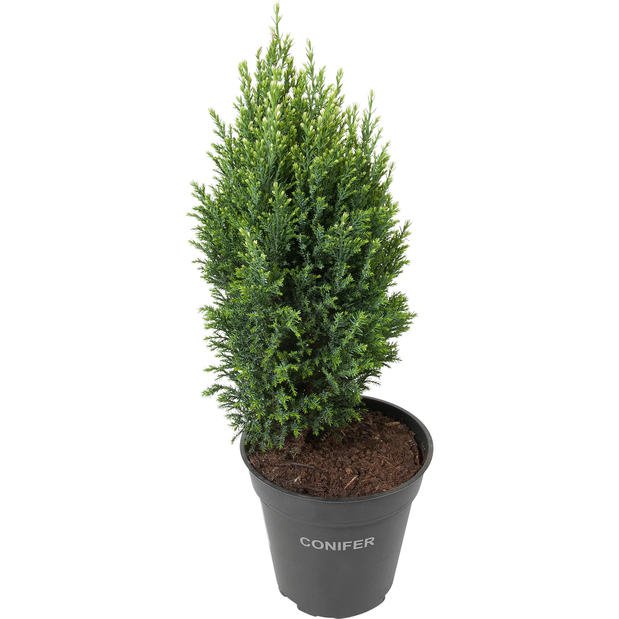 82219021 Кипарисовик Лавсона «Сноу Уайт» 1 л h35 см Santreyd 