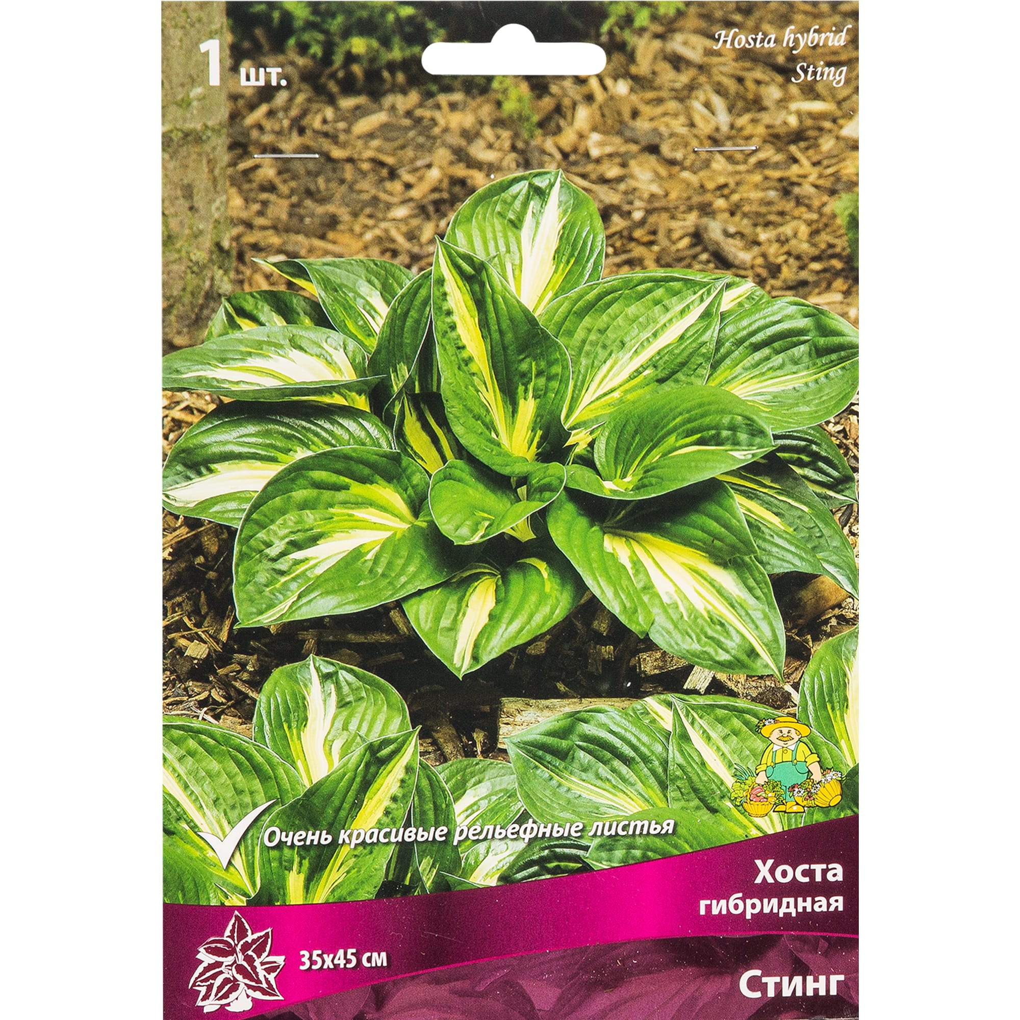 82319600 Хоста гибридная «Стинг», размер луковицы I Santreyd 