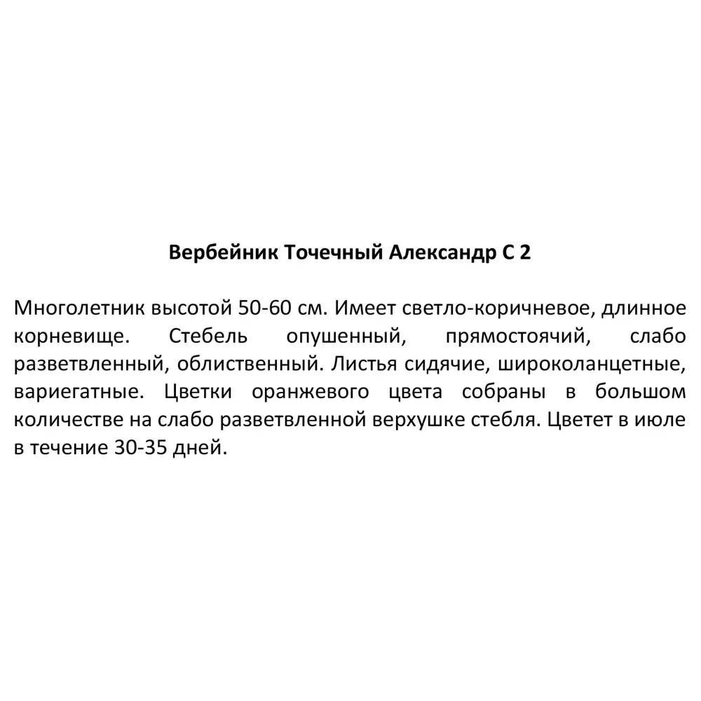 Вербейник точечный Александр ø17 h30 см 85324890 STLM-2154783 Santreyd  - Вид №2