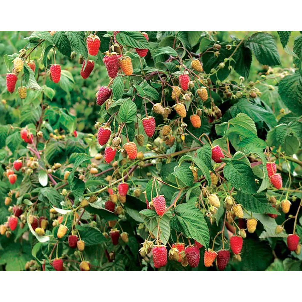 Малина обыкновенная Сказка ø15 h45 см 84659533 STLM-2136931 PLANTMARKET 