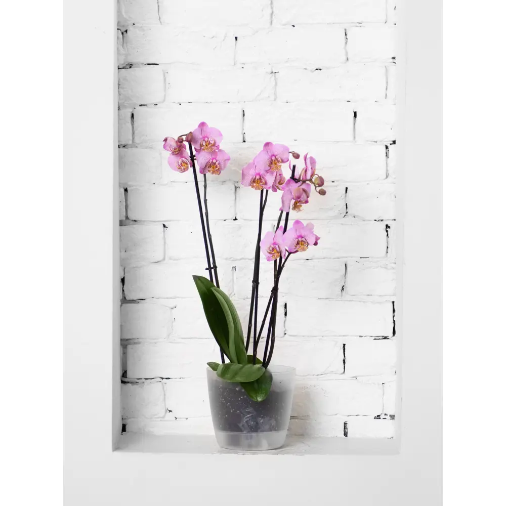 Горшок цветочный Ingreen Vienna Orchid ø16 см 2 л пластик прозрачная вода STLM-2087010 - Вид №1