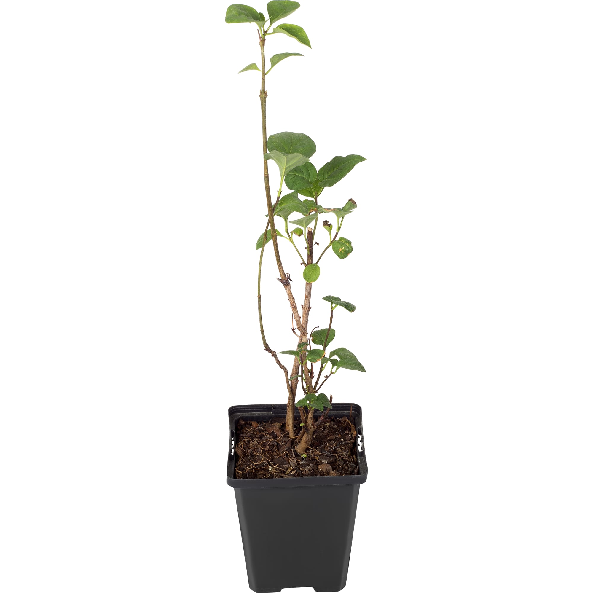 82176153 Сирень обык «Кремлевские Куранты» P9 Santreyd 