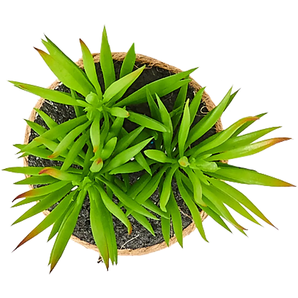 82733287 Горшок с искусственным растением с веревкой ø12 см высота 16 см STLM-0831746 Santreyd  - Вид №5