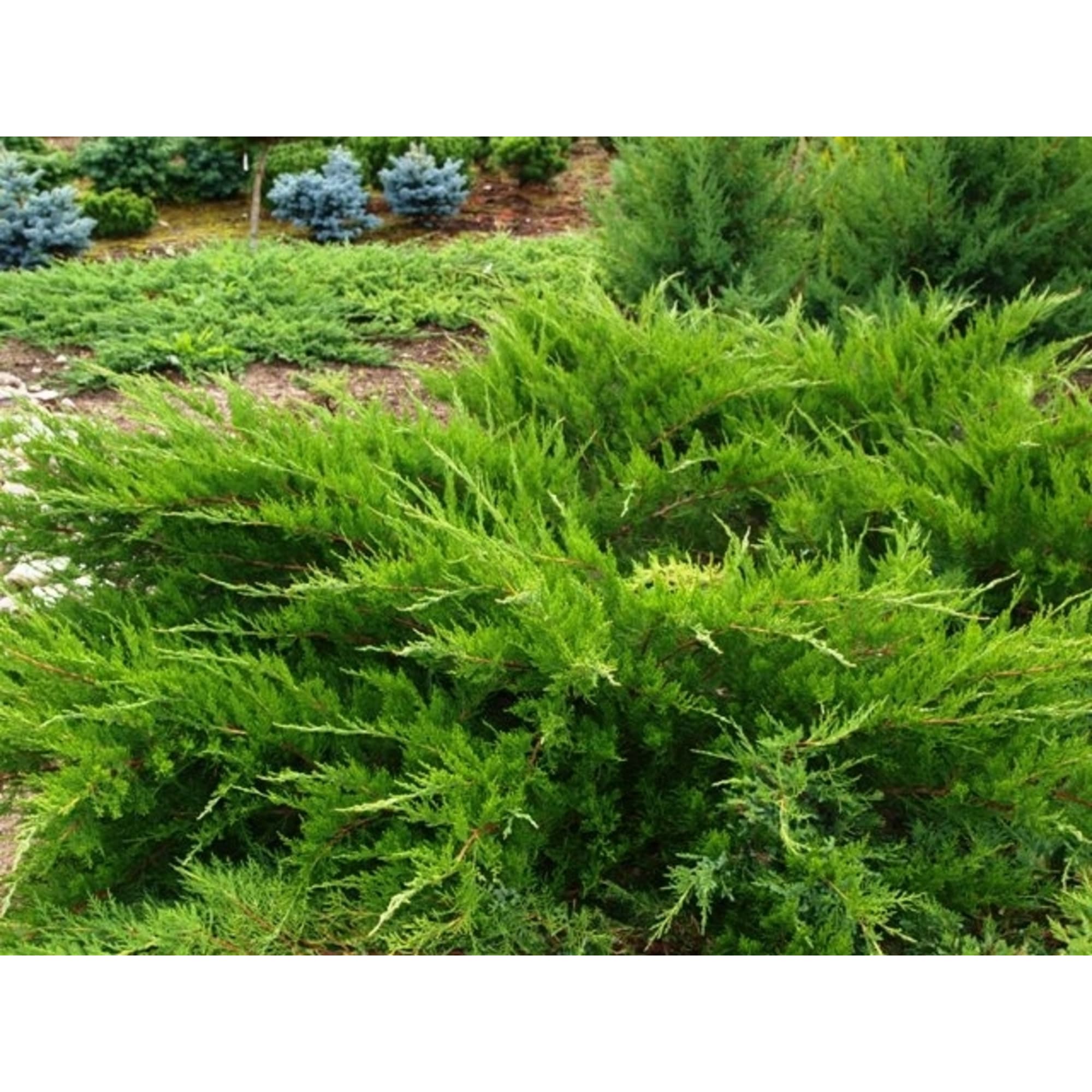 82596779 Можжевельник средний 9x10 см Santreyd  - Вид №2