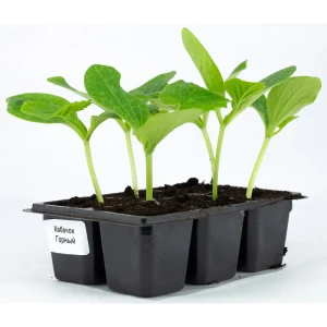 Кабачок h15 см