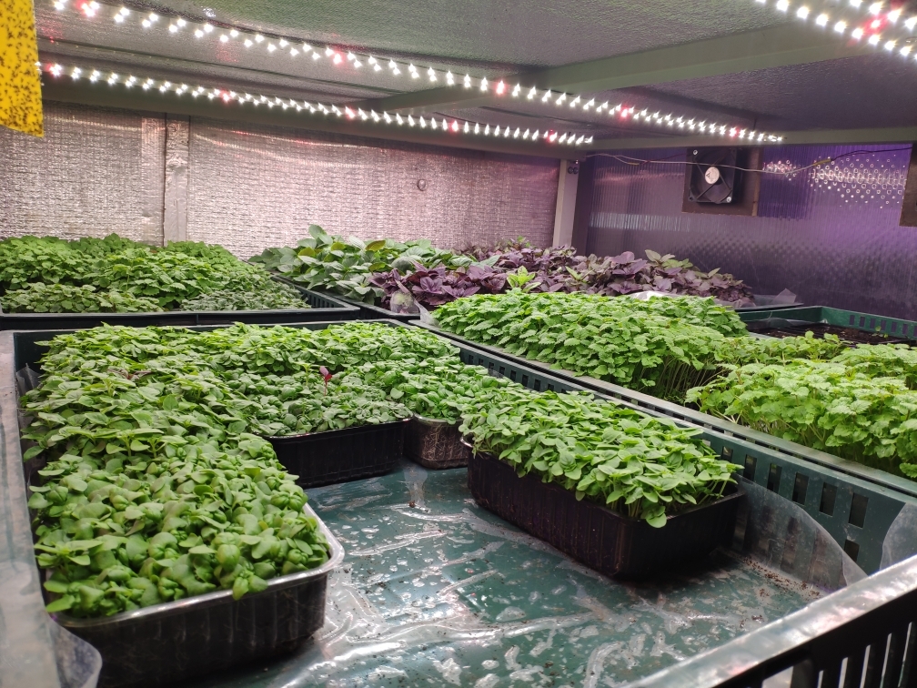 3363 2.8.с Комфорт 5000K - Рассада, Зелень, Микрозелень. Длина 120 см LAB.Space  - Вид №4