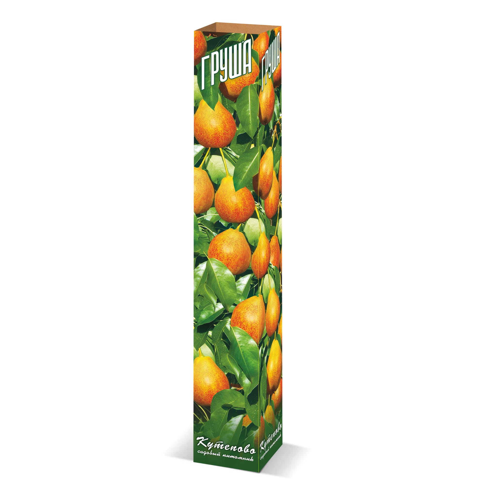 82559170 Груша Тютчевская в тубе Santreyd 