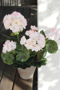 9716 705 a3 Герань шелковая, горшечная, 33 см, бело-розовая H-andreas