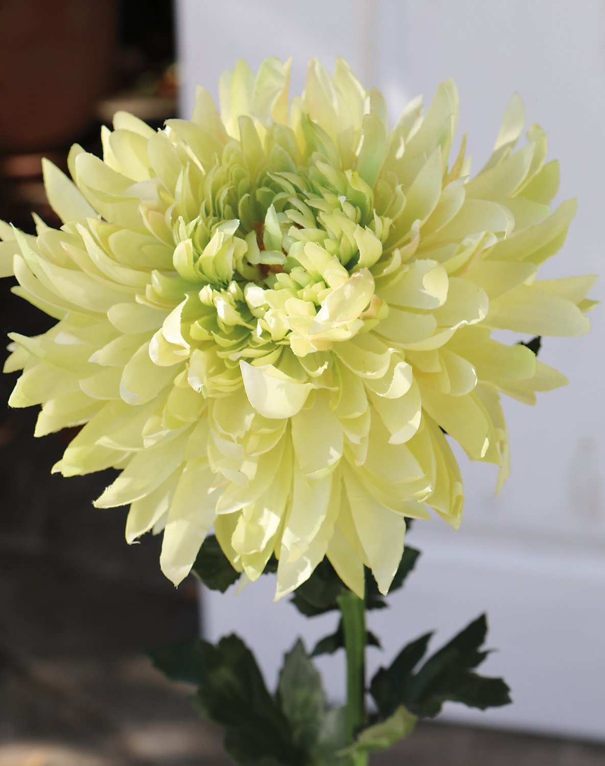 3411 788 a3 Хризантема пластиковая, 62 см, бежево-зеленая H-andreas  - Вид №3