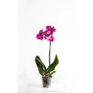 Орхидея Фаленопсис микс в горшке ø9 см 89440087