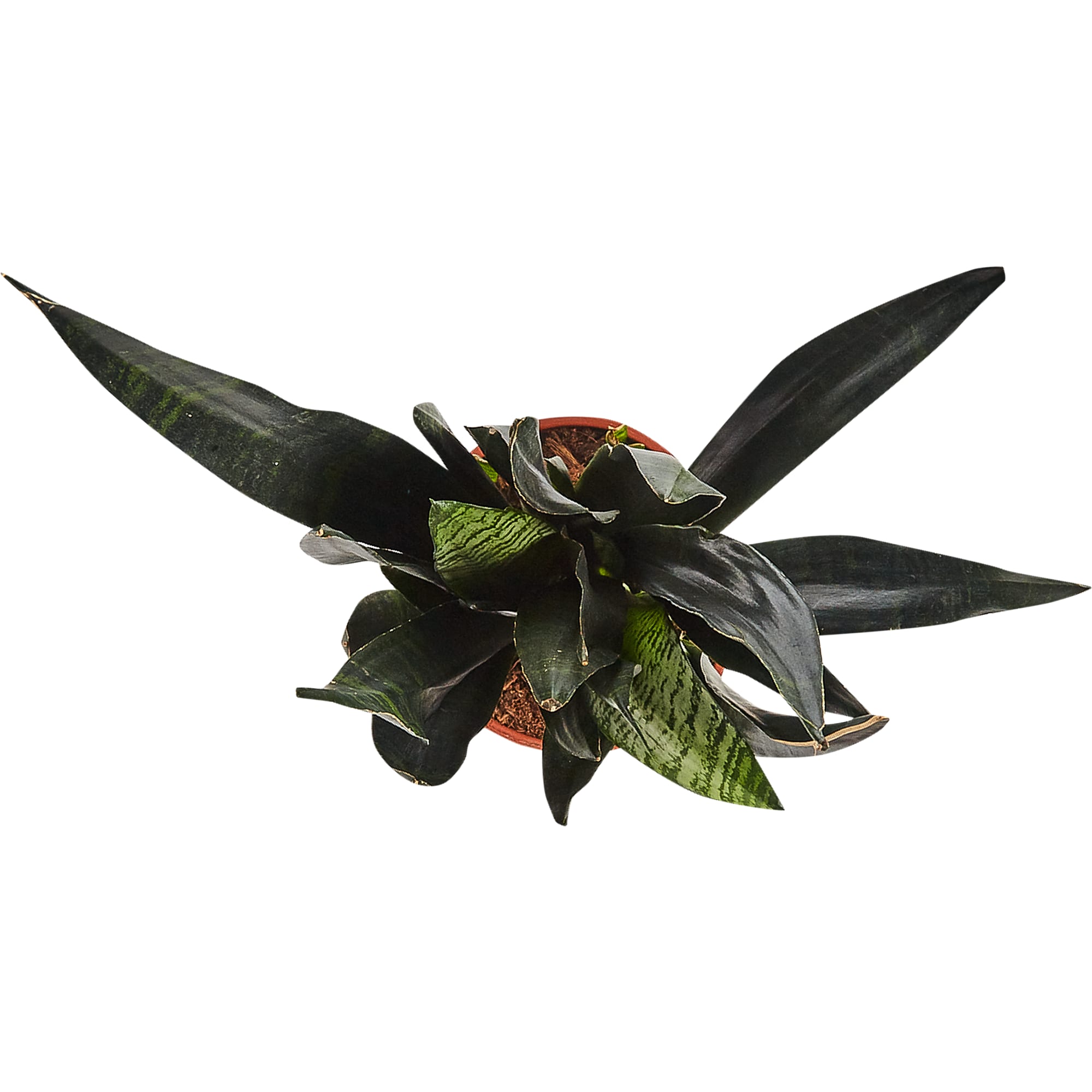 82850378 Сансевиерия "Блэк Корал" 21х80 см Santreyd  - Вид №1