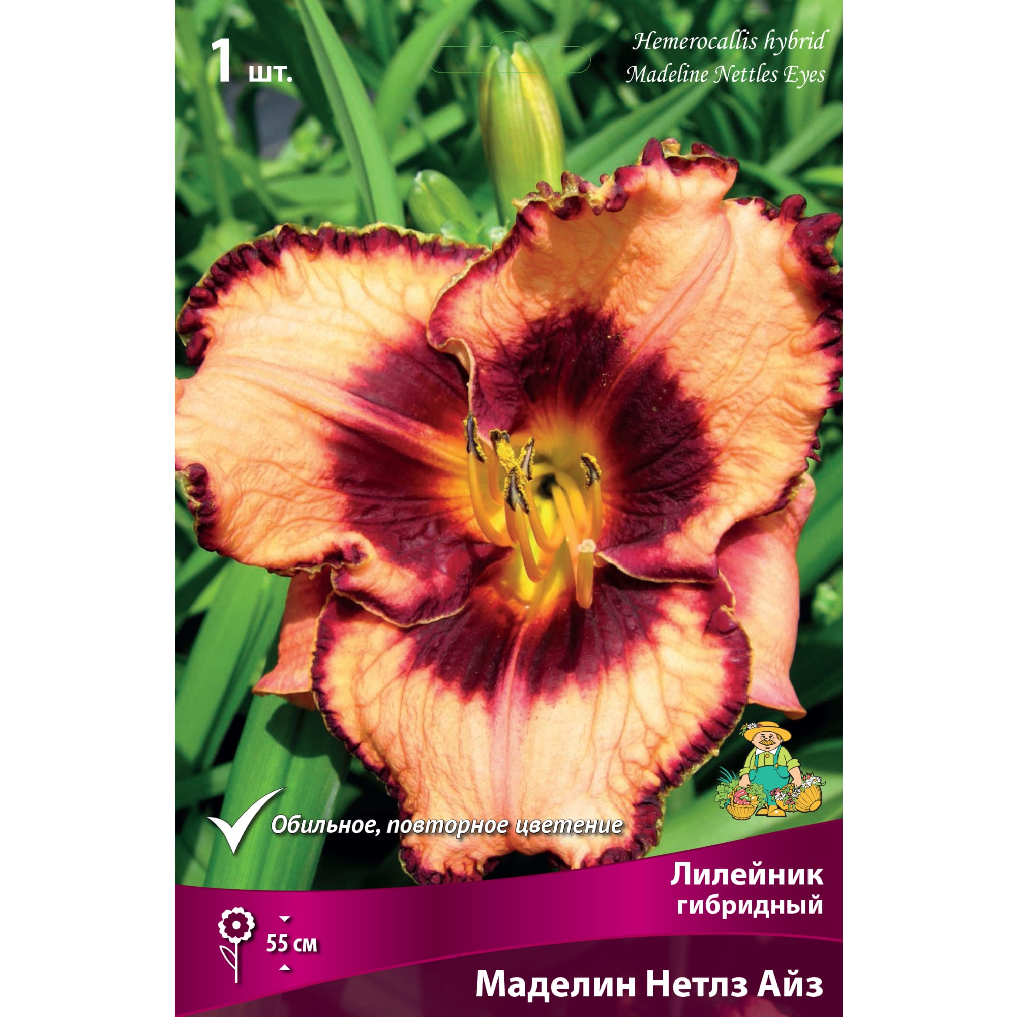 88294953 Лилейник гибридный Маделин нетлз айз луковица I Santreyd 