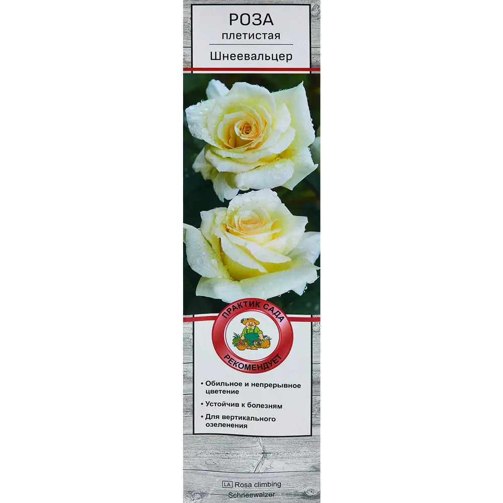 Роза плетистая Шнеевальцер h100 см Santreyd STLM-2211354