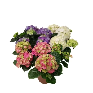 Гортензия крупнолистная ø17 h35 см 83248160 STLM-2138849
